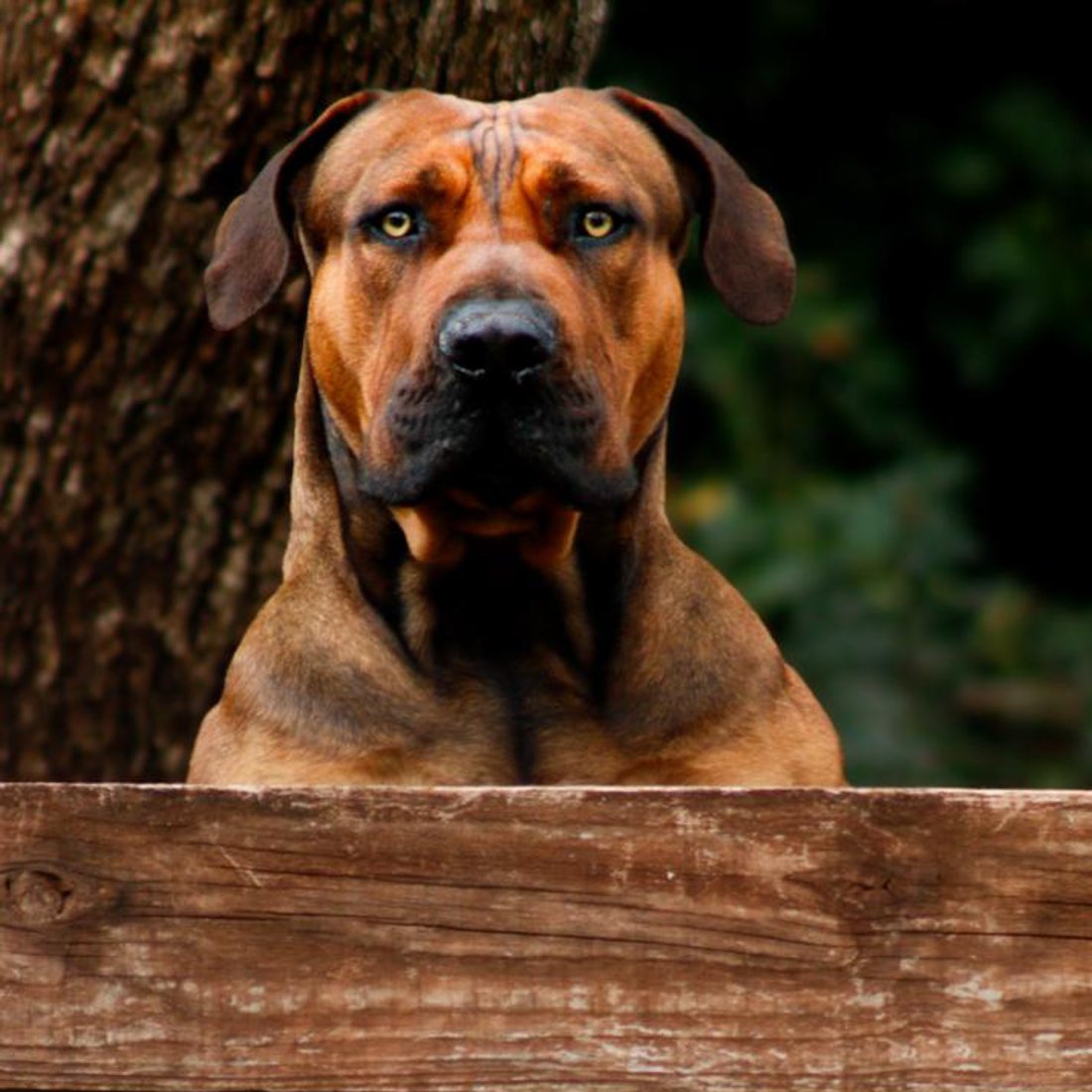 Our farm dog keeping watch