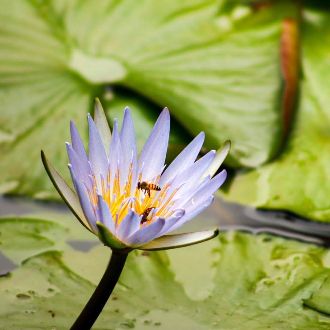 A blue waterlily with bees on the farm dam