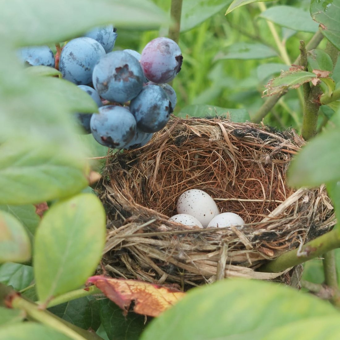A bird’s nest with eggs among the blueberries