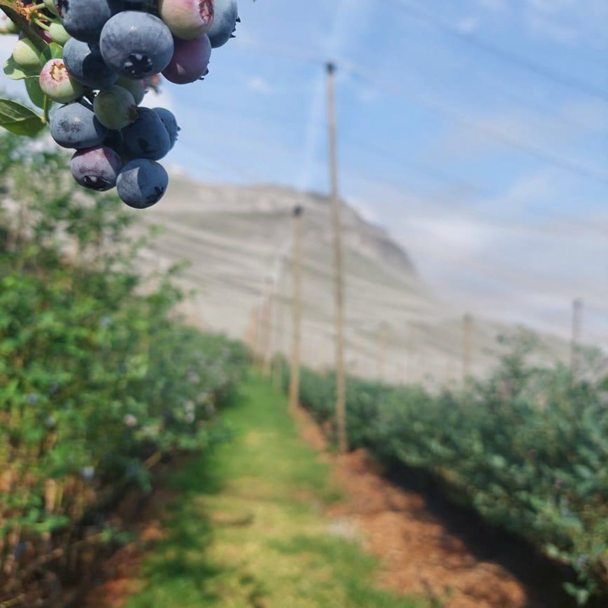 Blueberry orchard rows beneath the Limpopo mountains